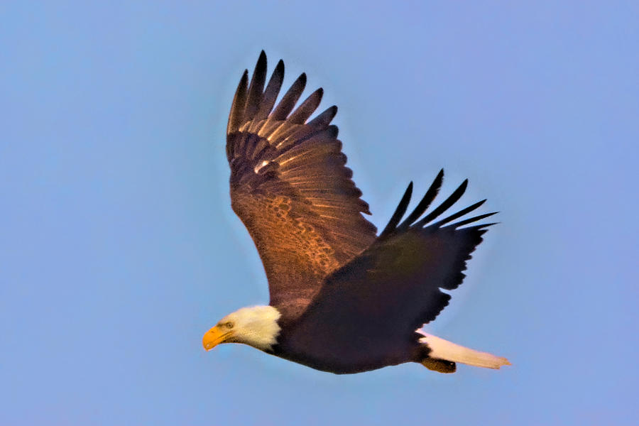 Eagle in Flight #1 Photograph by Jerry Griffin