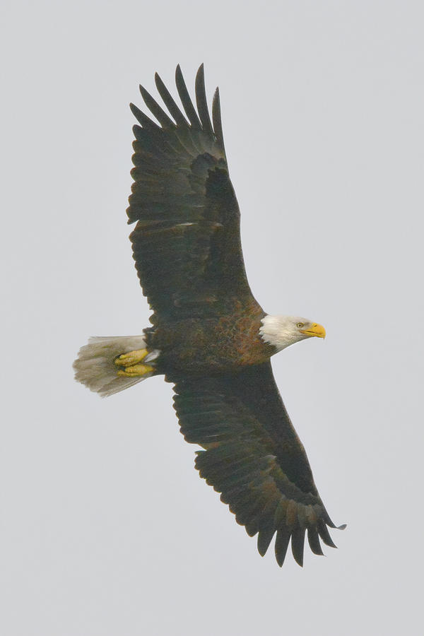 Eagle in Flight #2 Photograph by Jerry Griffin