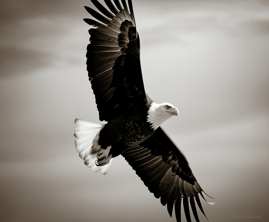 Eagle In Flight Photograph by Debra Forand