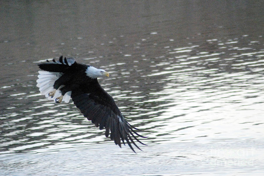 Eagle in flight Photograph by Gary Russell