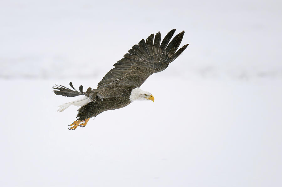 Eagle in Flight Haines Alaska Photograph by Joan Carroll Fine Art America