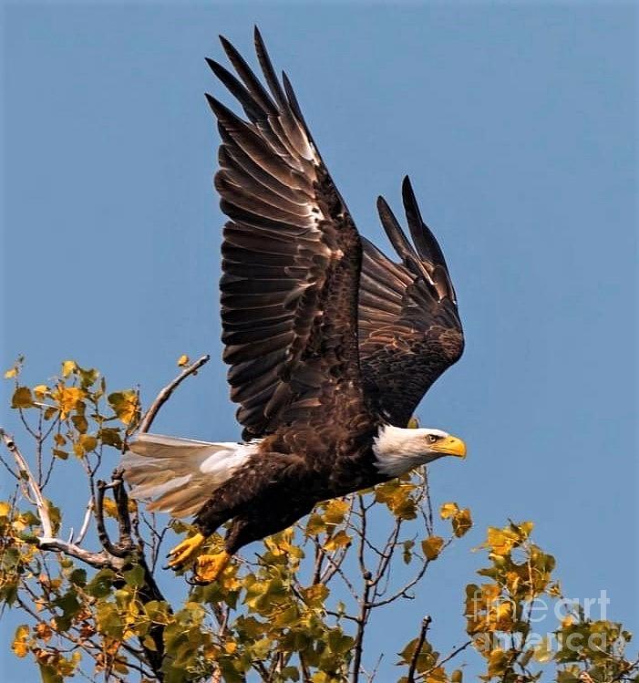 Eagle In Flight in the Fall Photograph by Charlene Adler