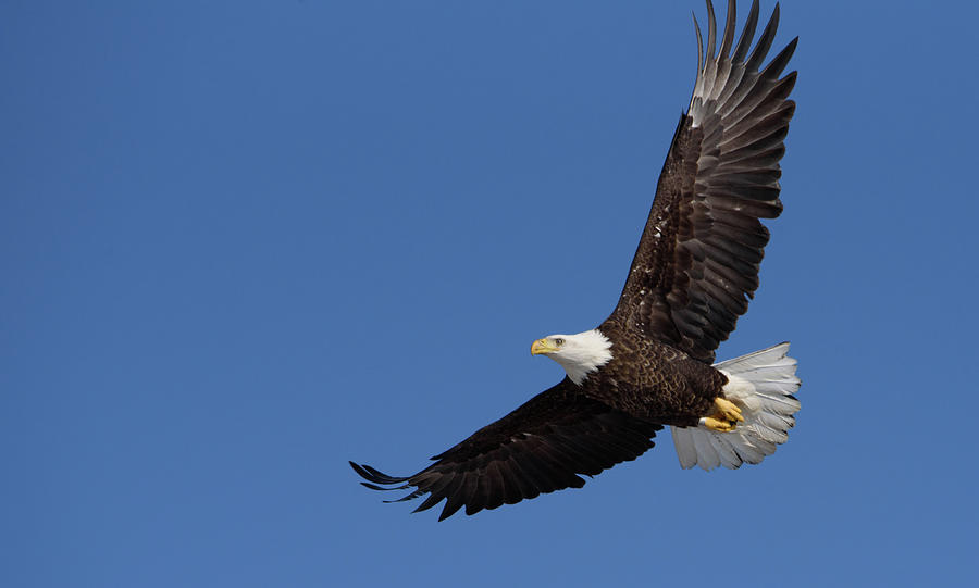 Eagle In Flight Photograph by Janice Adomeit - Fine Art America