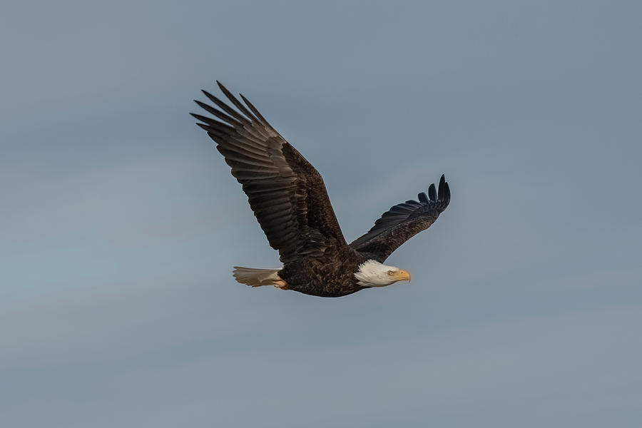 Eagle in Flight Photograph by Jerry Cahill