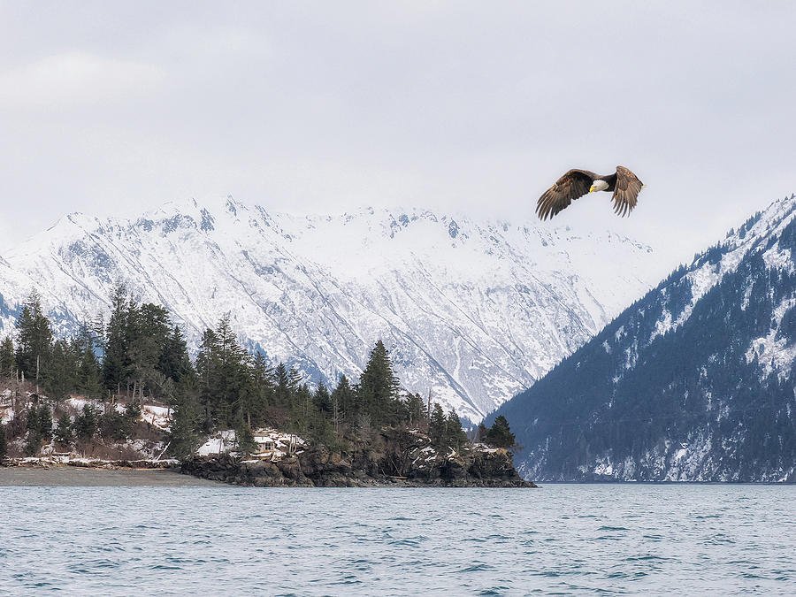 Eagle in Flight Photograph by Kristal Kraft