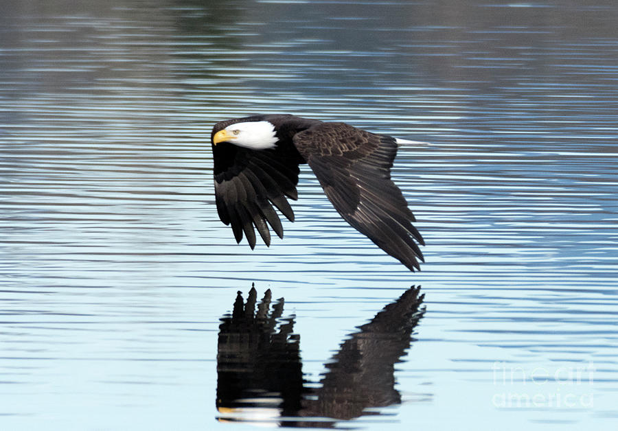 Eagle in Flight Photograph by Kristine Anderson