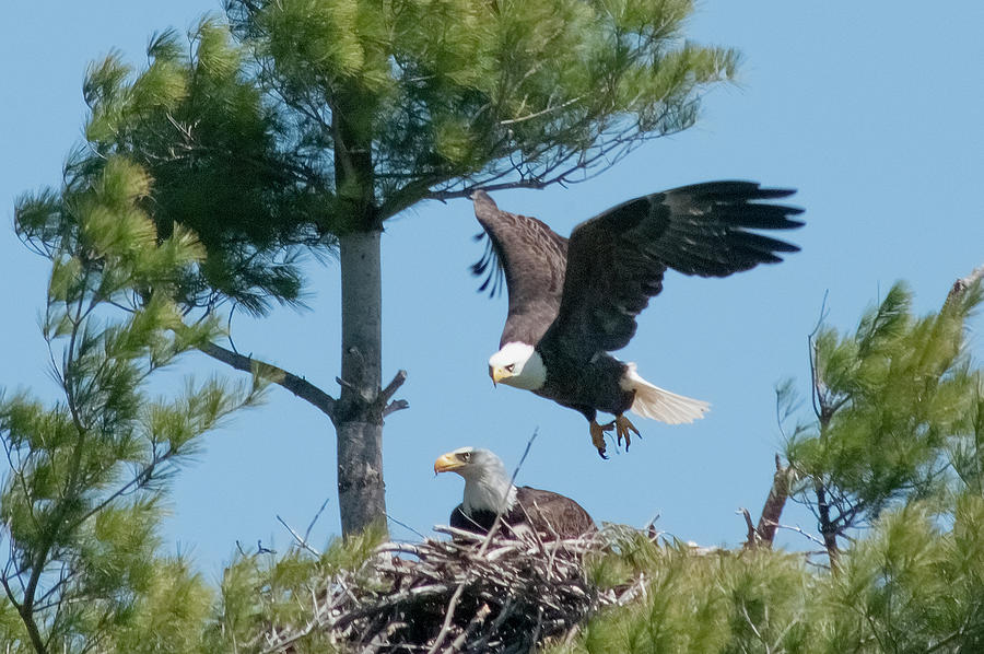 Bald Eagle Photograph - Eagle in flight by Mark Linton