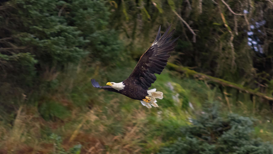 Eagle In Flight Photograph by Nicholas McCabe