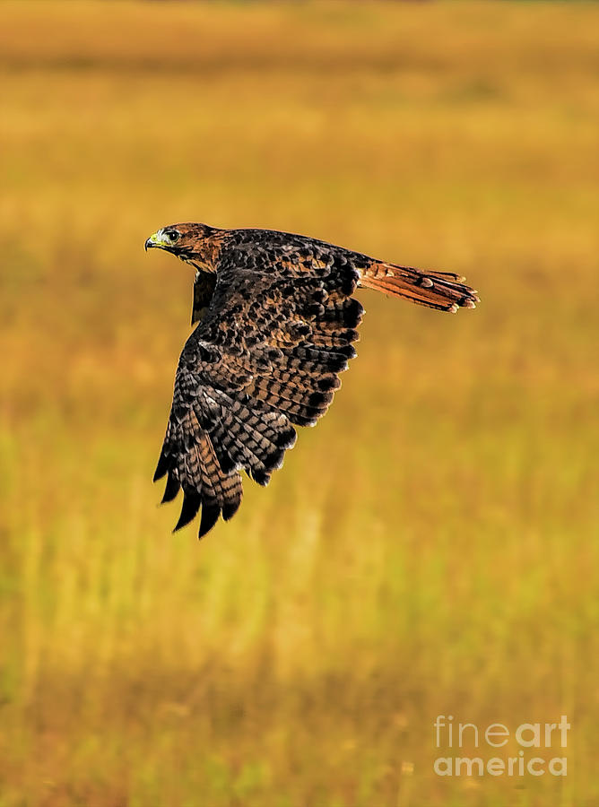 Eagle In Flight Photograph by PatriZio M Busnel