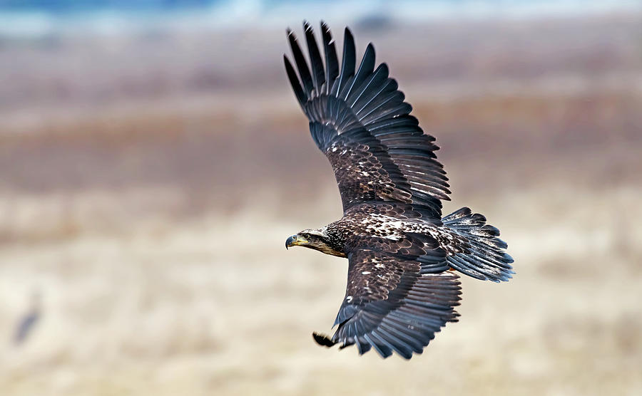 Eagle in flight Photograph by Terry Dadswell