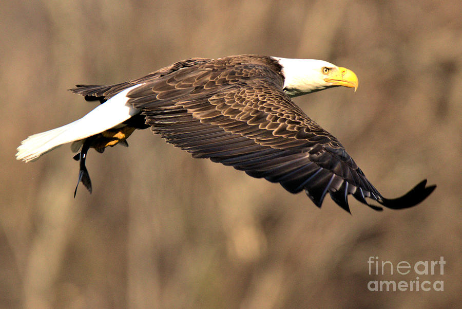 Eagle In Flight With A Fish Photograph by Adam Jewell