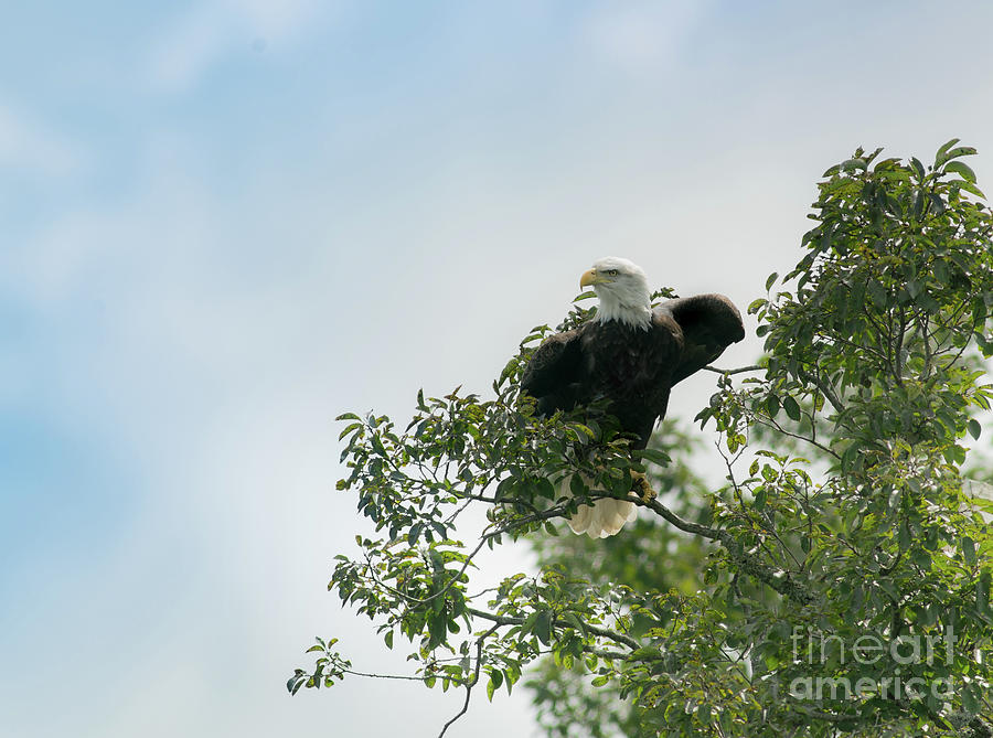 Eagle In Hackberry Photograph
