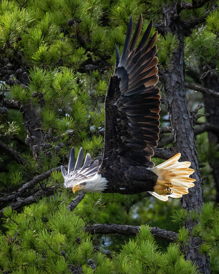 Eagle in Pines Photograph by Alan Raasch