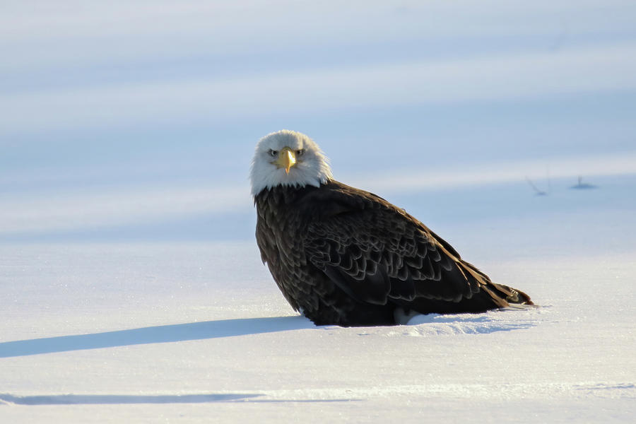Eagle in Snow Photograph by Brook Burling