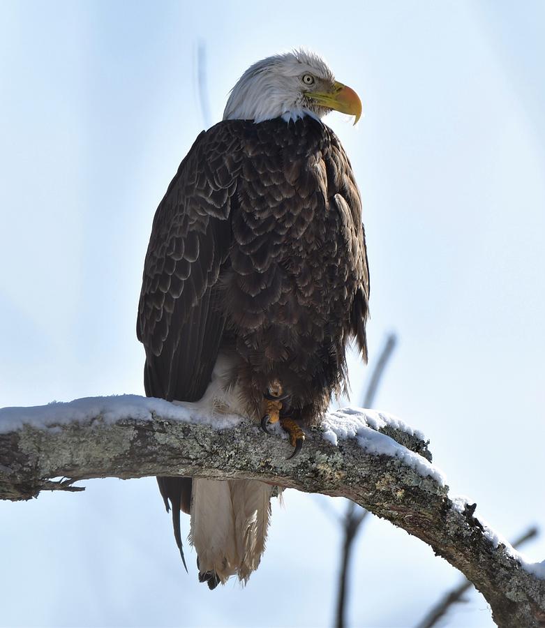 Eagle in snow Photograph by Stephen Adgate - Fine Art America