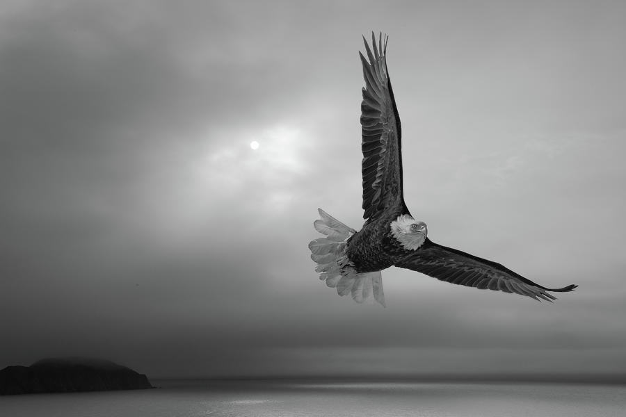 Eagle in the gray Newfoundland light Photograph by Murray Rudd