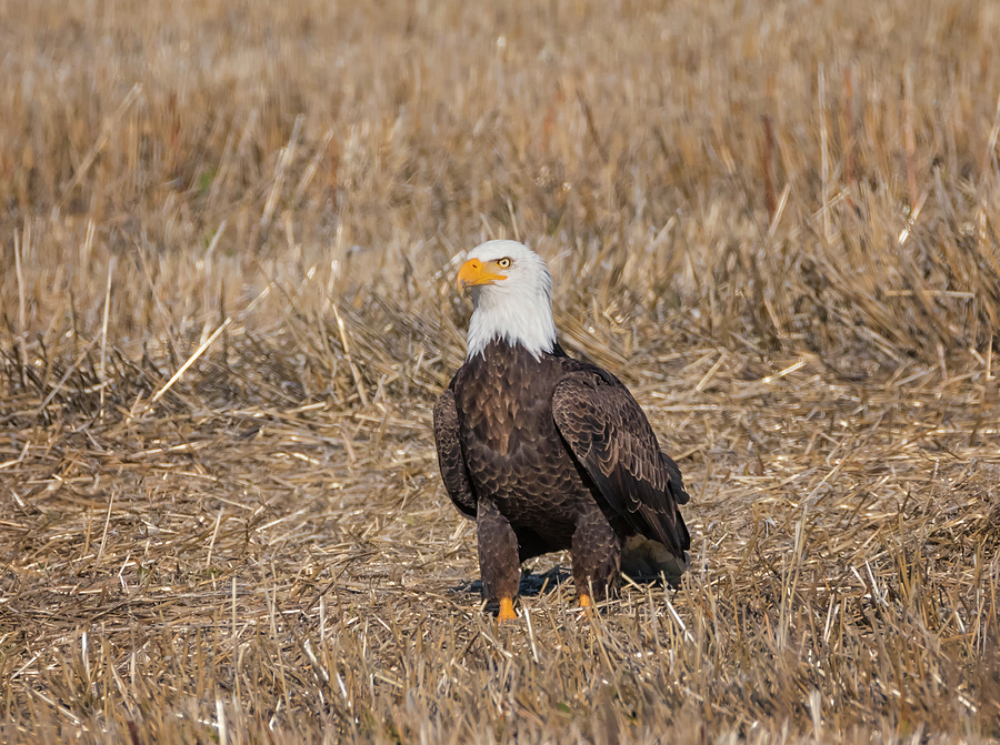 Eagle in the Hay Photograph by Loree Johnson