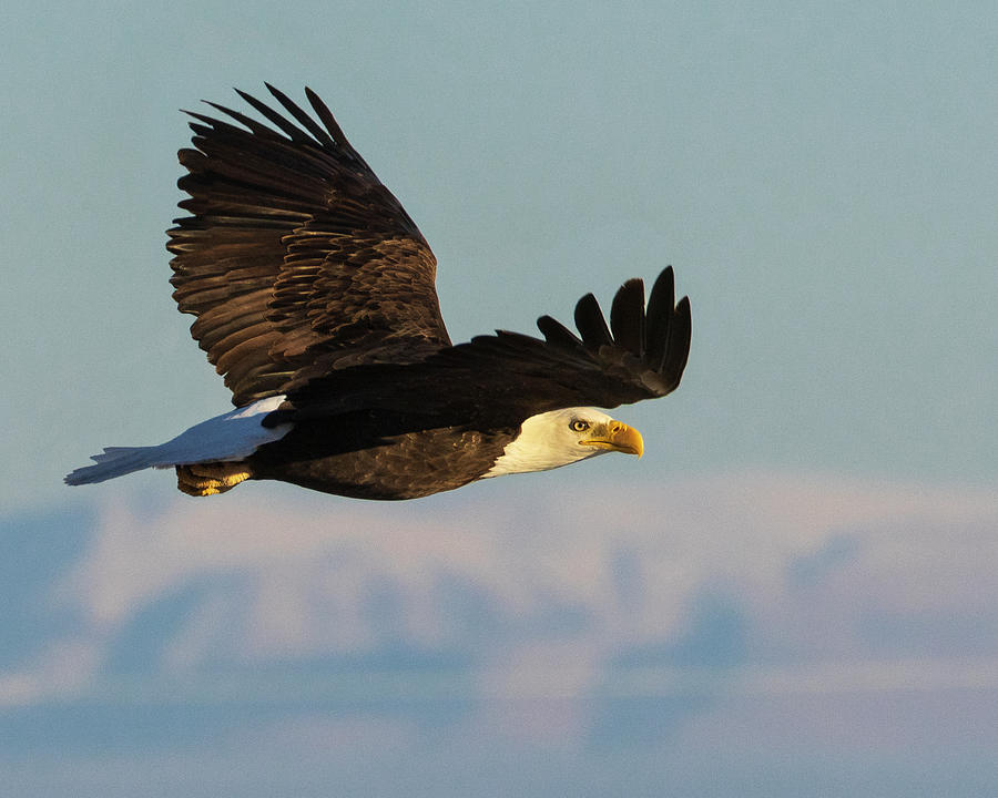 Eagle In The High Desert Blue Photograph