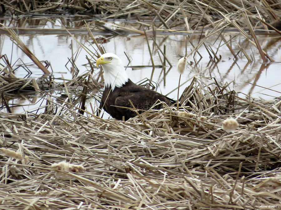 Eagle In The Marshes Photograph