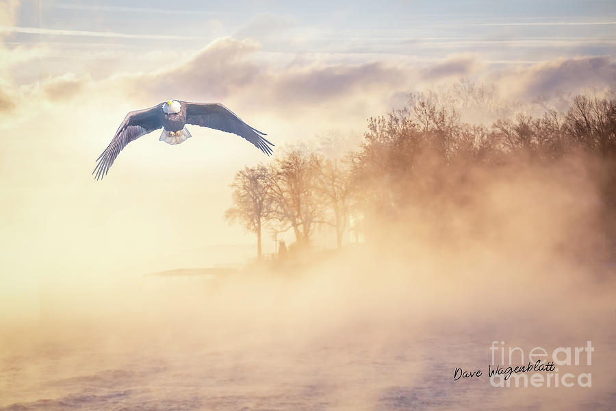 Eagle in the Mist Photograph by David Wagenblatt