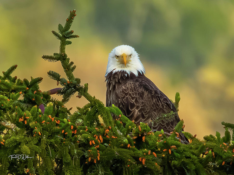 Eagle in the Pines Photograph by Theresa D Williams