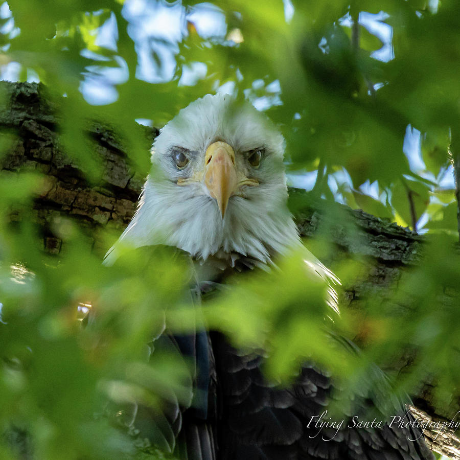 Eagle in the Tree Photograph by William Bretton