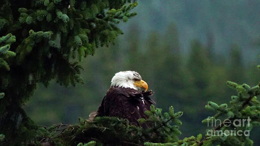 Eagle in tree Photograph by Steve Speights