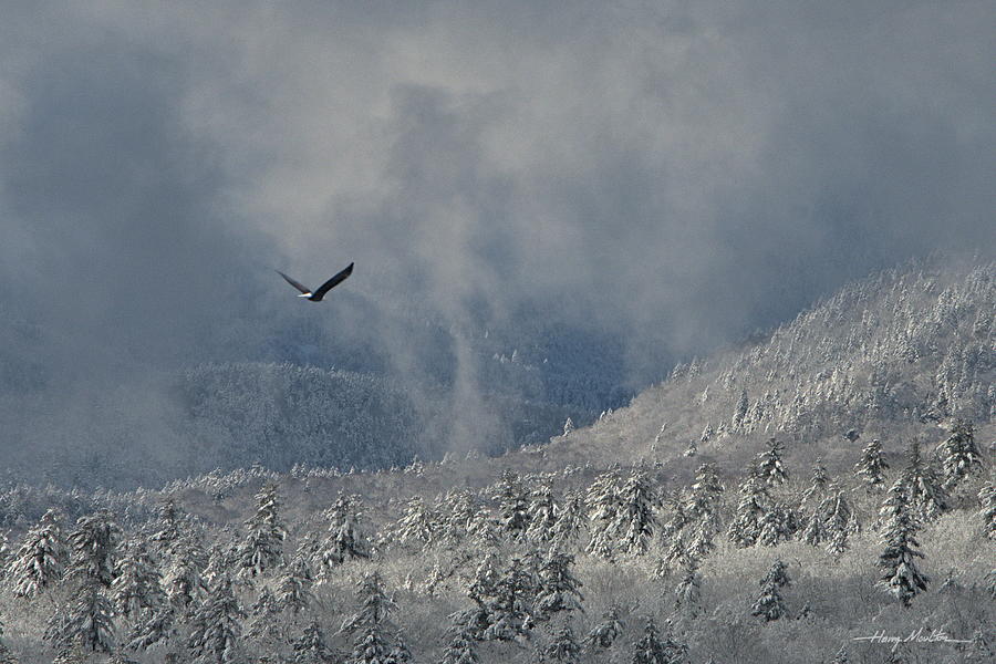 Eagle in Winter Photograph by Harry Moulton