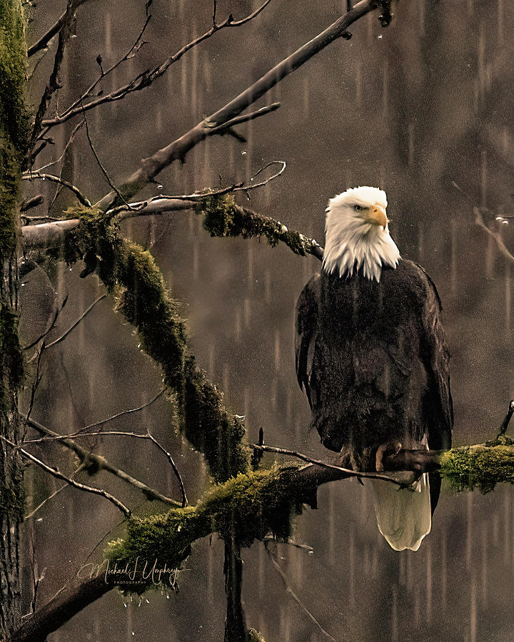 Eagle in Winter Rain Photograph by Michael L Umphrey - Fine Art America