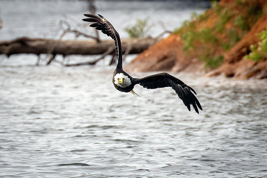 Eagle Incoming Photograph by Alan Raasch