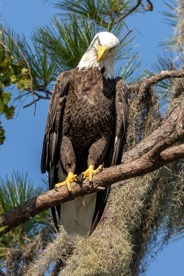 Eagle Inquisitor Photograph by David Eppley