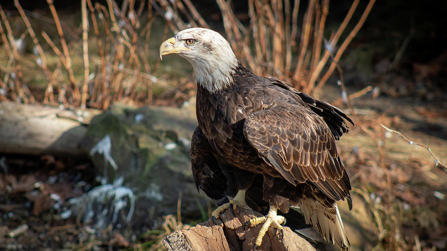 Eagle Photograph by Jeremy Lankford