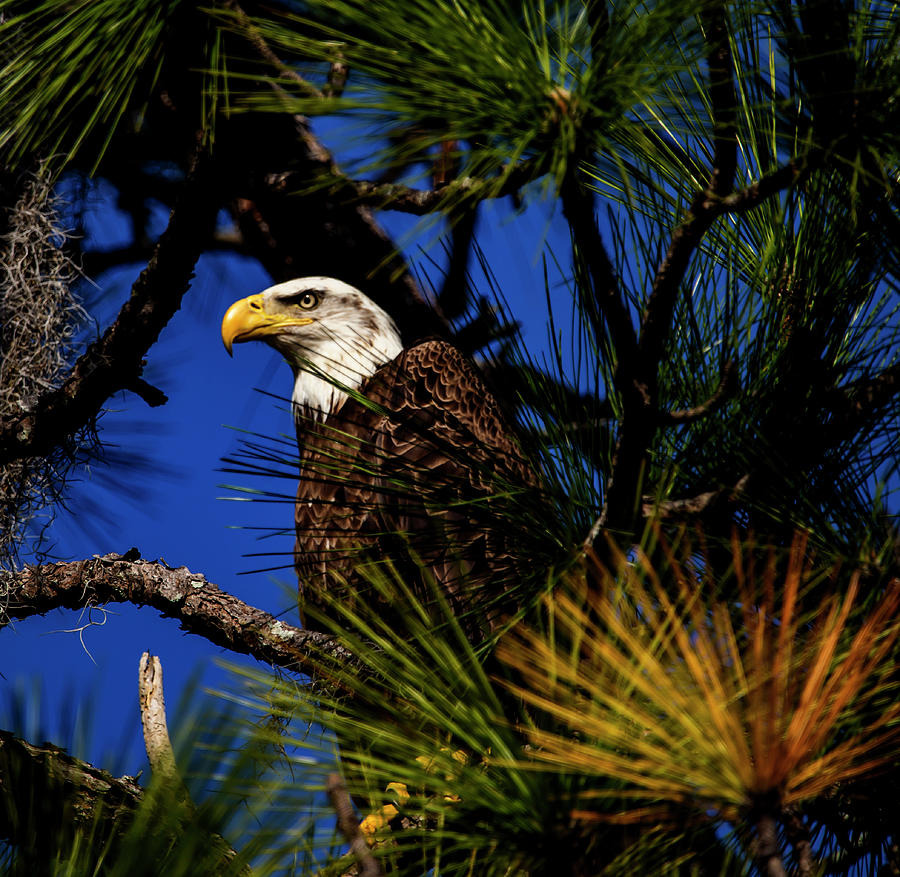 Eagle by Kevin Banker Eagle by Kevin Banker