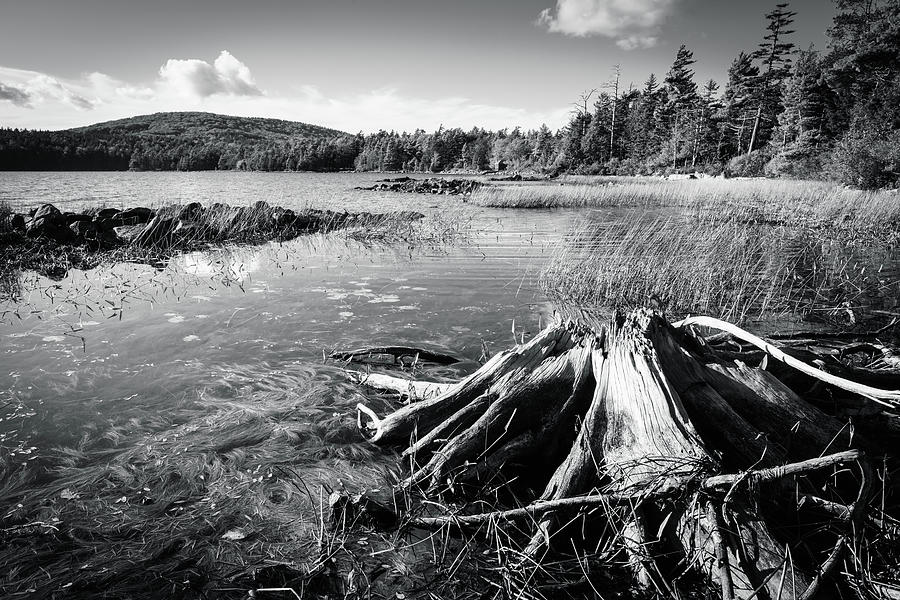 Eagle Lake in Acadia BW Photograph by Alexey Stiop