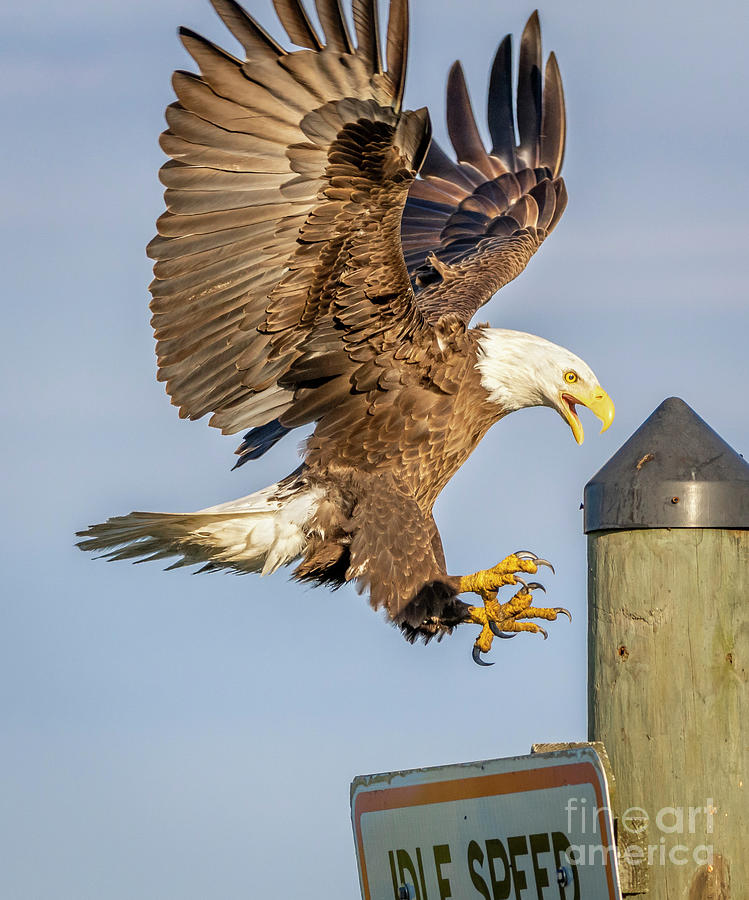 Eagle Landing Approach Photograph by Tom Claud