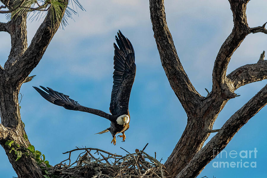 Eagle Landing at Nest Photograph by Tom Claud