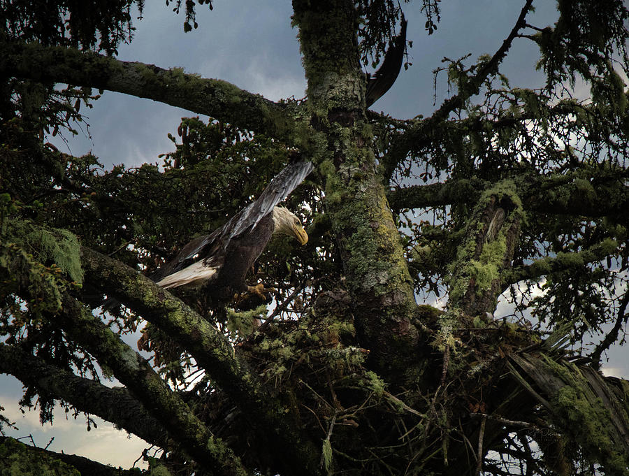 Eagle Landing Photograph by Bill Posner