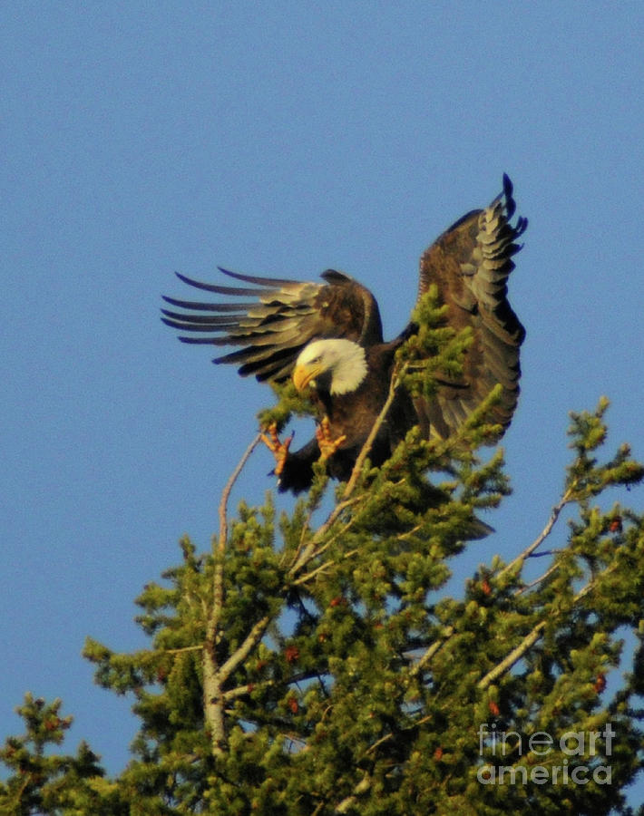 Eagle Landing Photograph by Cindy Murphy