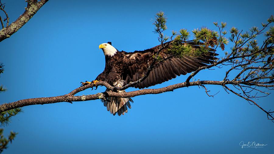 Eagle Landing Photograph