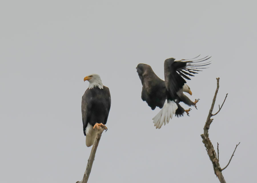 Eagle Landing Next To Her Mate Photograph