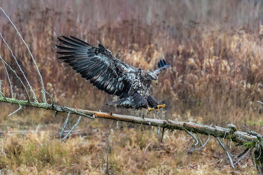 Eagle Landing on a branch by Mike Centioli Eagle Landing on a branch by Mike Centioli
