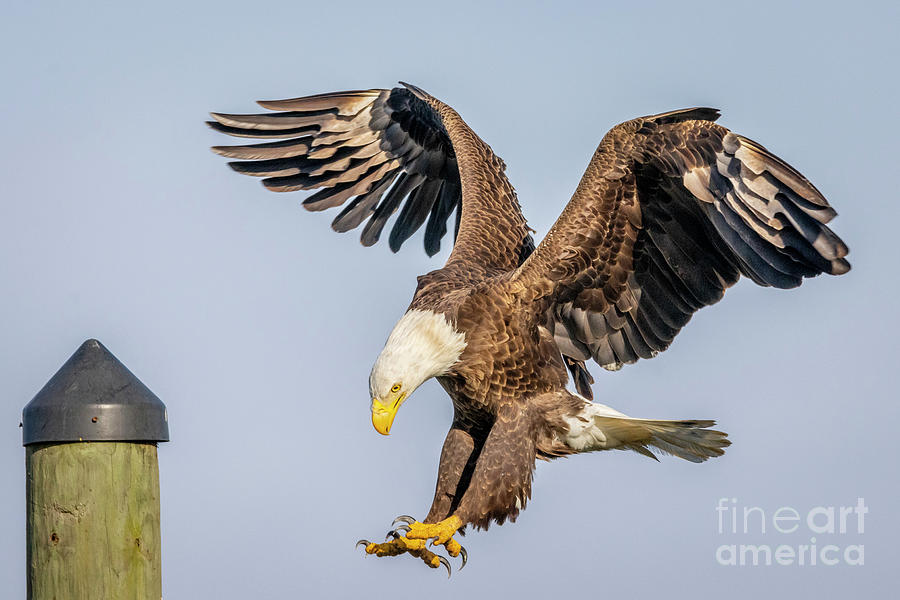 Eagle Landing Photograph by Tom Claud