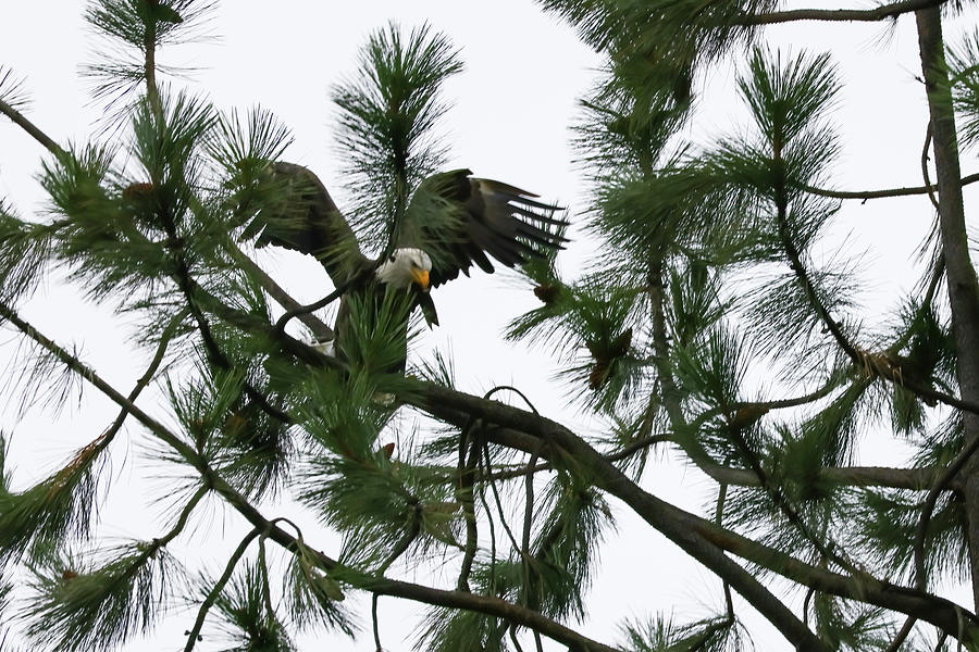 Eagle Lands On A Pine Branch Photograph