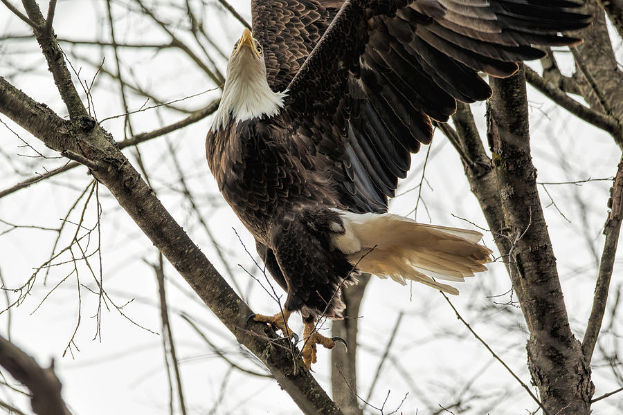 Eagle Launches into Flight Photograph by Martina Abreu