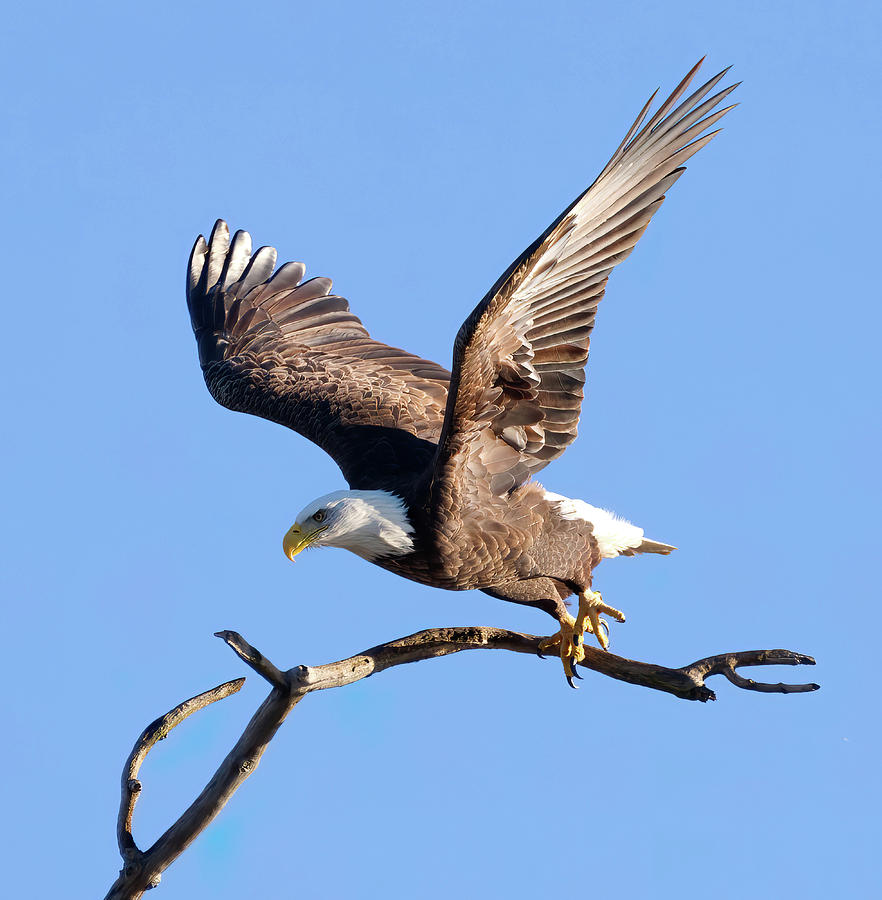 Eagle Leaving Perch Photograph by Flinn Hackett