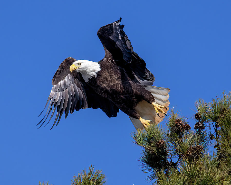 Eagle Lift Off Photograph by Alan Raasch