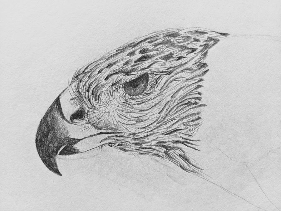 Eagle Drawing by Lisa Mutch