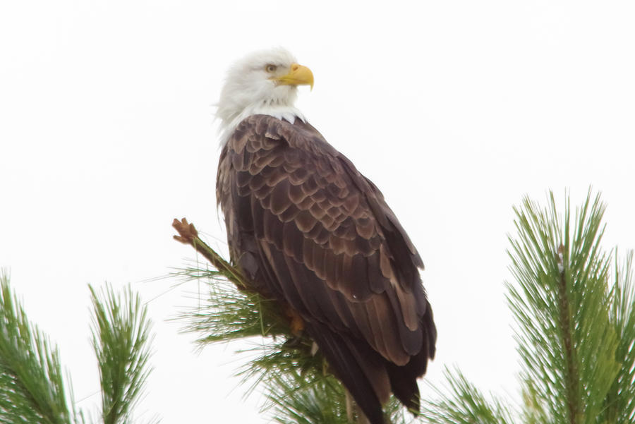 Eagle Looking Around Photograph