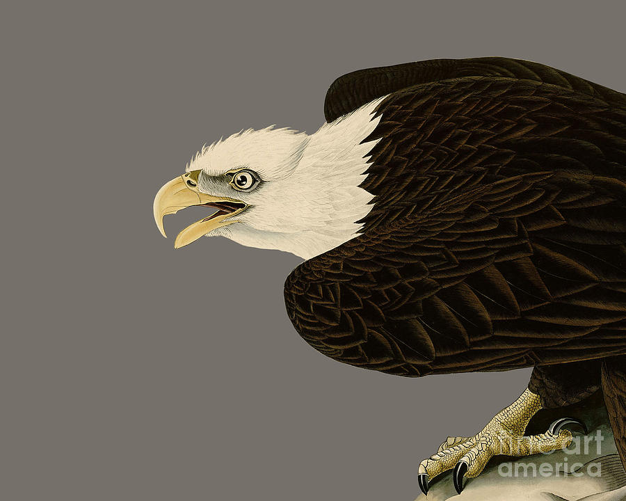 Eagle Digital Art - Eagle by Madame Memento