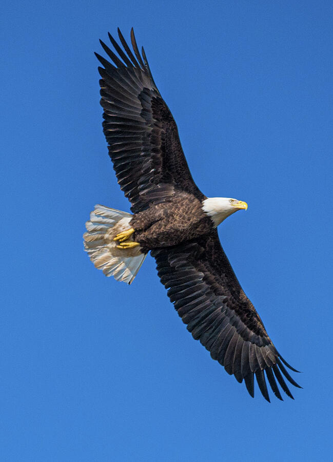Eagle Photograph by Minnie Gallman Eagle Photograph by Minnie Gallman